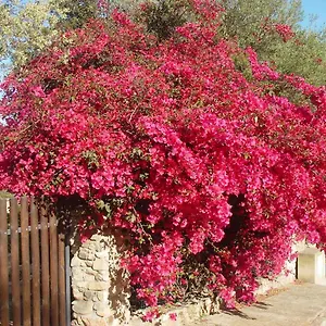  Casa vacanze Casa A 300mt.dal Mare Calasinzias, 6 Letti, Ac, Pets Welcome, Wi-fi Free
